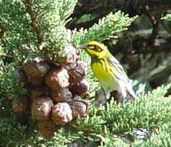 Image of Townsend's Warbler