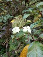 Image of Hydrangea longifolia Hayata