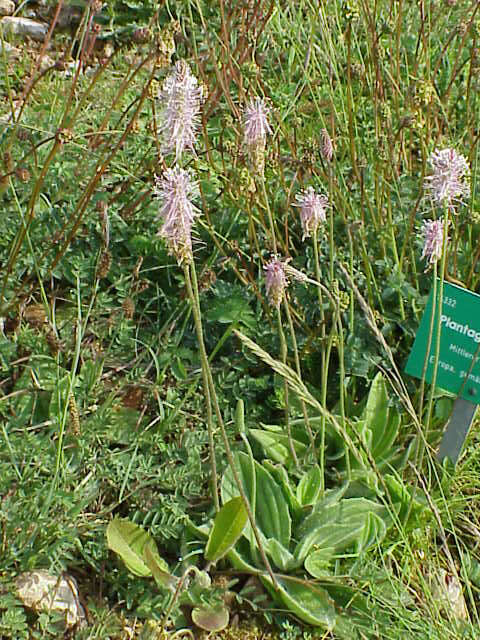 Image of Hoary Plantain