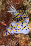 Image of Hypselodoris kanga Rudman 1977