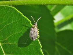 Image of Ophraella communa Le Sage 1986