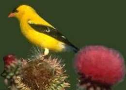 Image of American Goldfinch