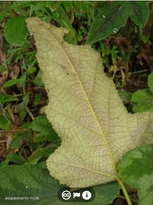 Image of Rubus reflexus var. hui (Diels ex Hu) F. P. Metcalf