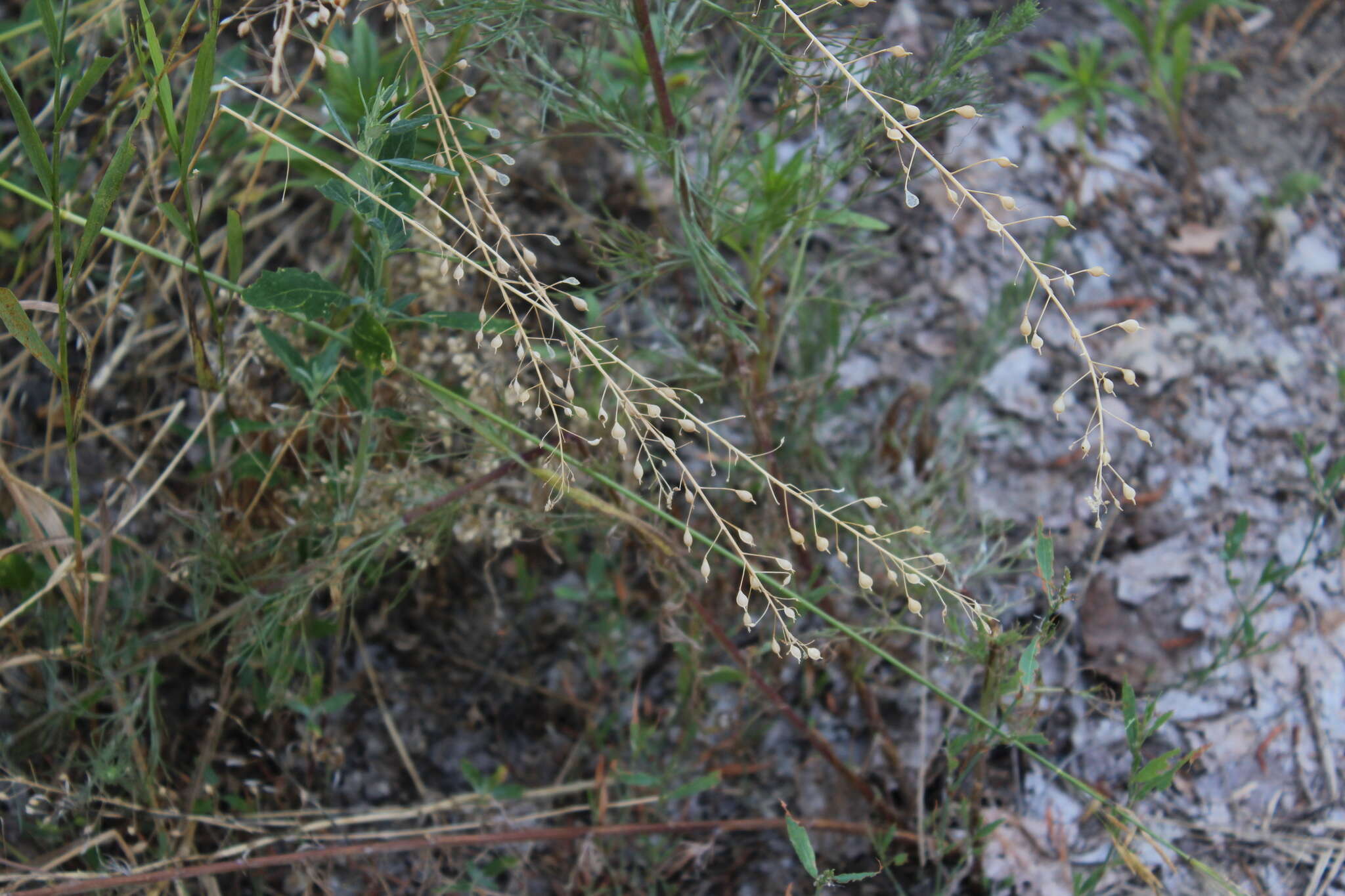 Image of false flax