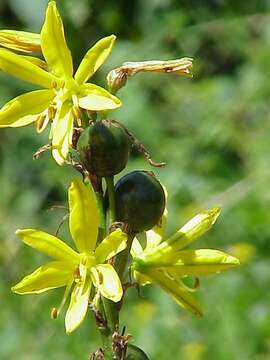 Image de Asphodeline lutea (L.) Rchb.