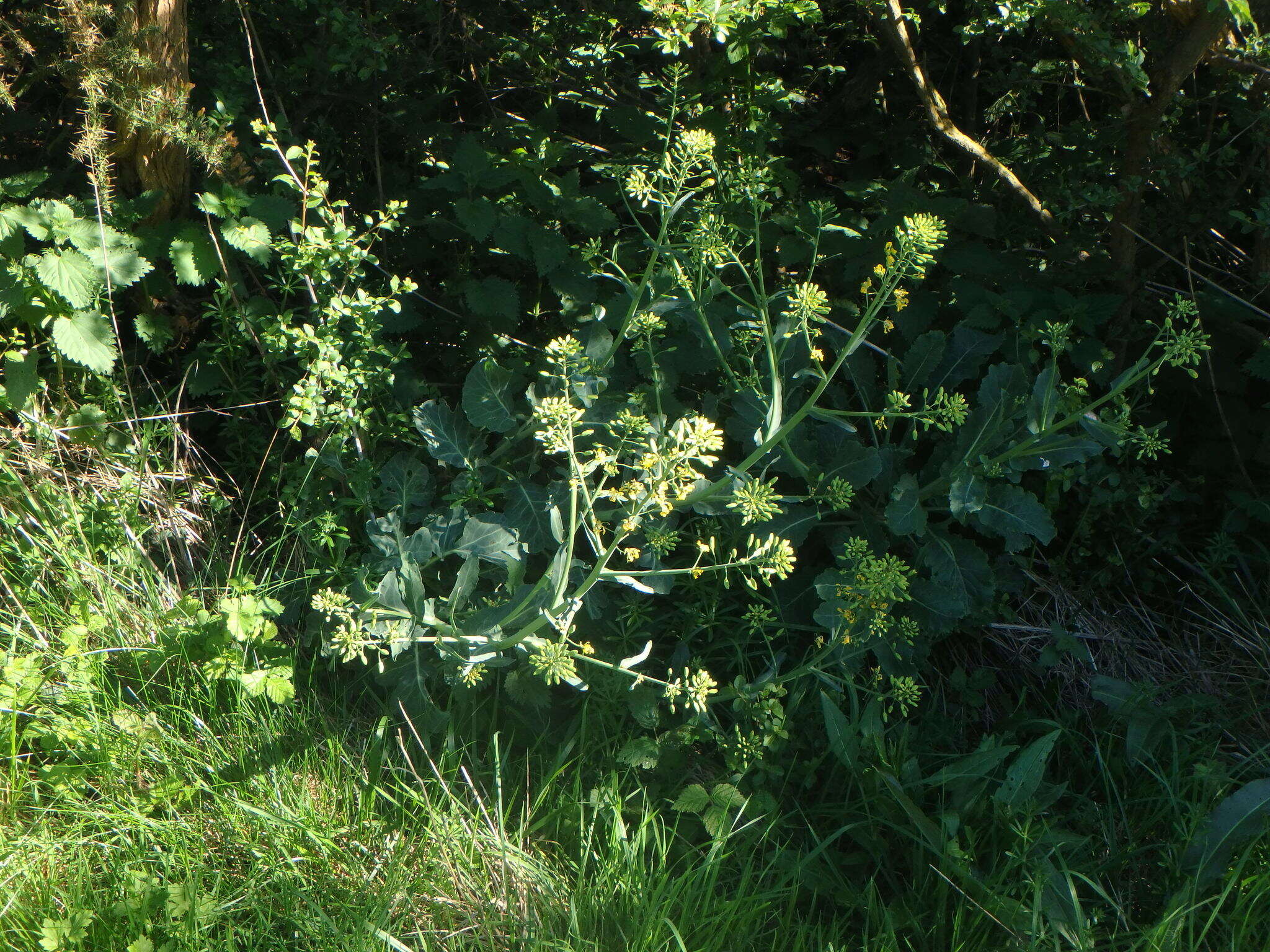 صورة Brassica oleracea var. oleracea