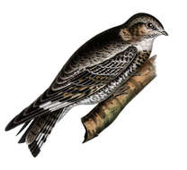 Image of Lesser Nighthawk