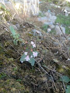 Clinopodium menthifolium subsp. menthifolium resmi