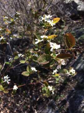 Image of oblongfruit serviceberry