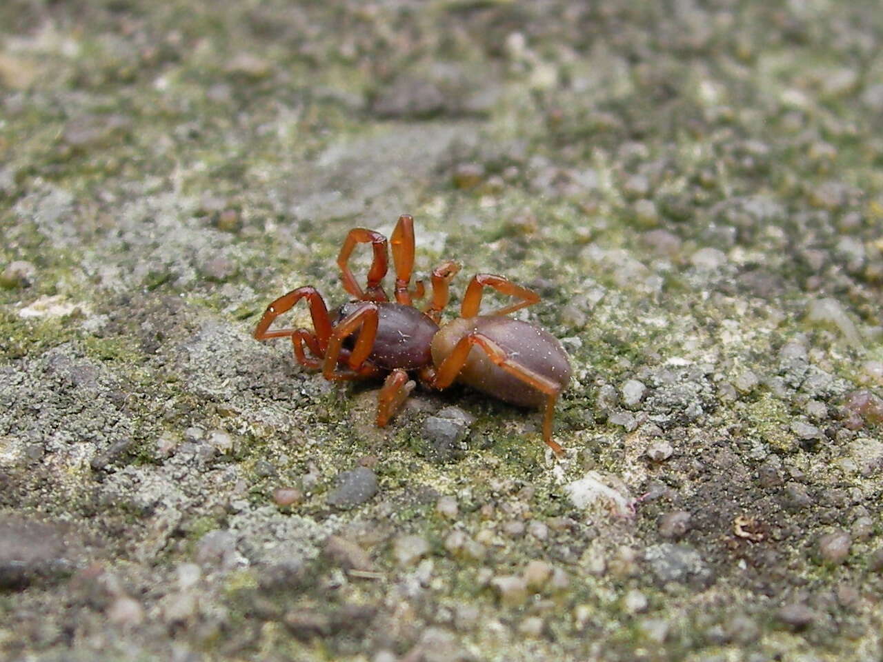 Image of dysderid spiders