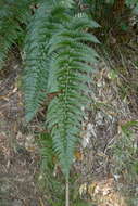 Image de Polystichum wawranum (Szyszyl.) Perrie