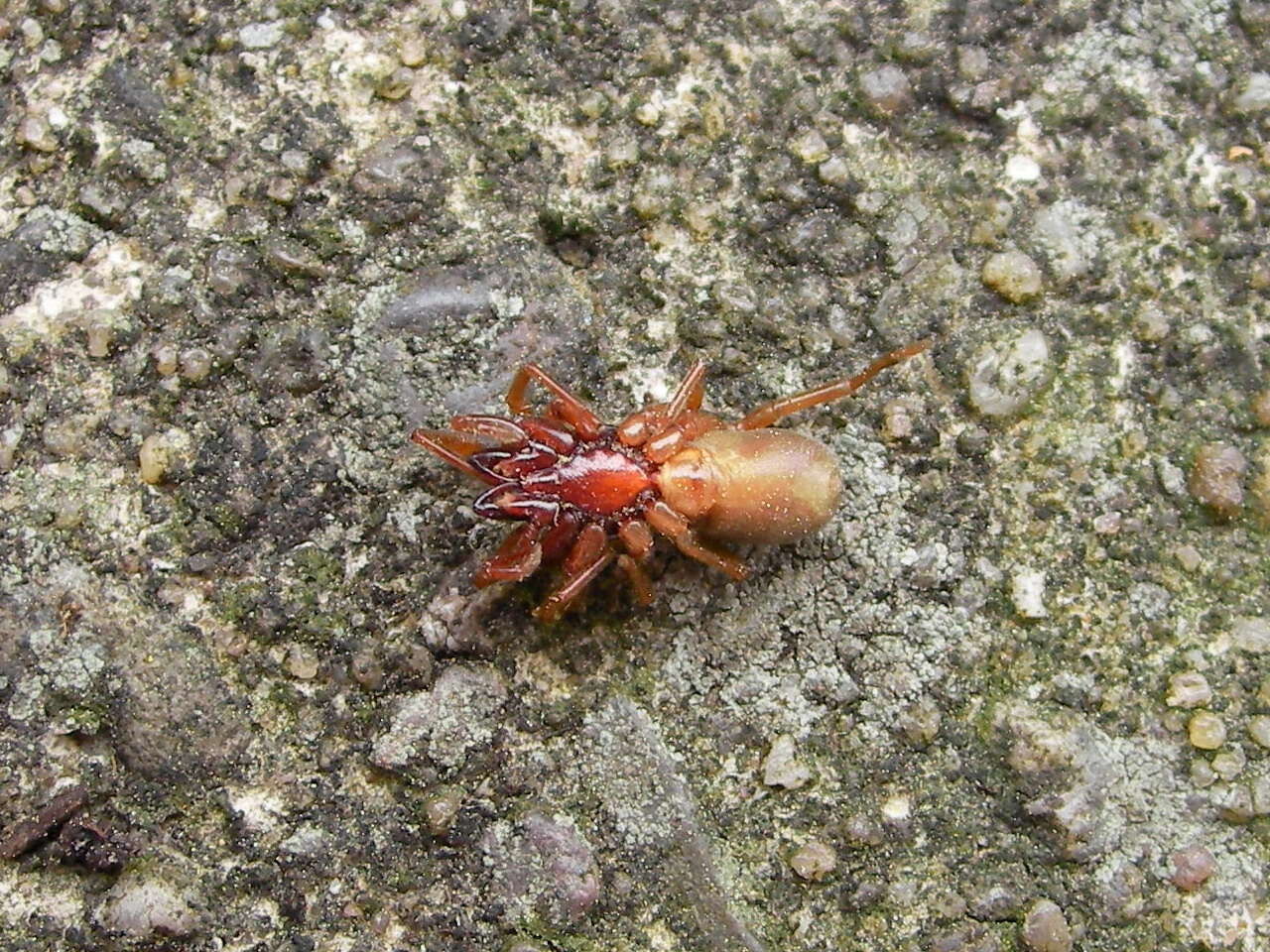 Image of dysderid spiders