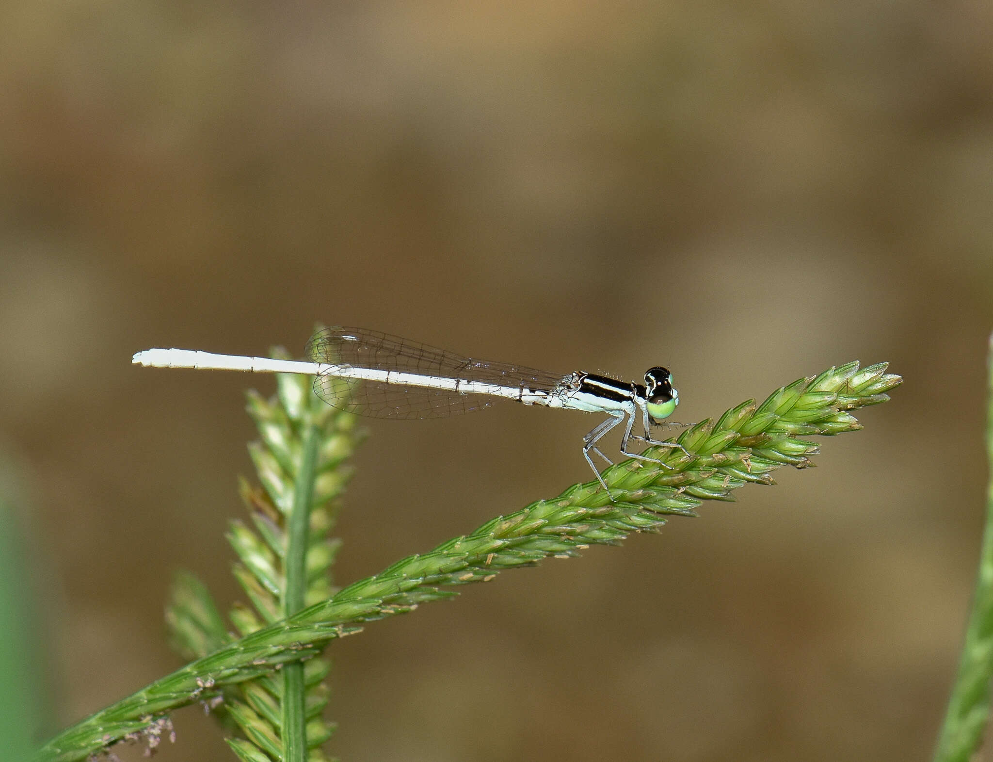 Imagem de Agriocnemis lacteola Selys 1877