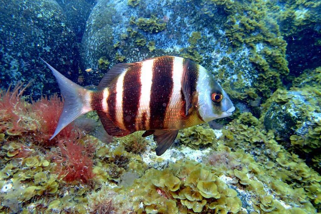 Image of Oman Porgy