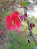 Image of Japanese Quince