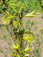 Image of yellow asphodel