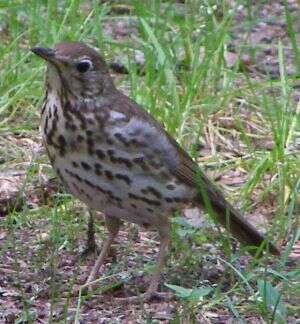 Image of Song Thrush