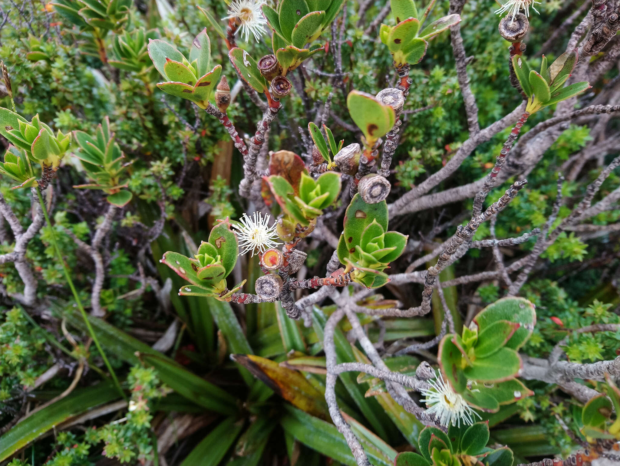 Image of Eucalyptus vernicosa Hook. fil.