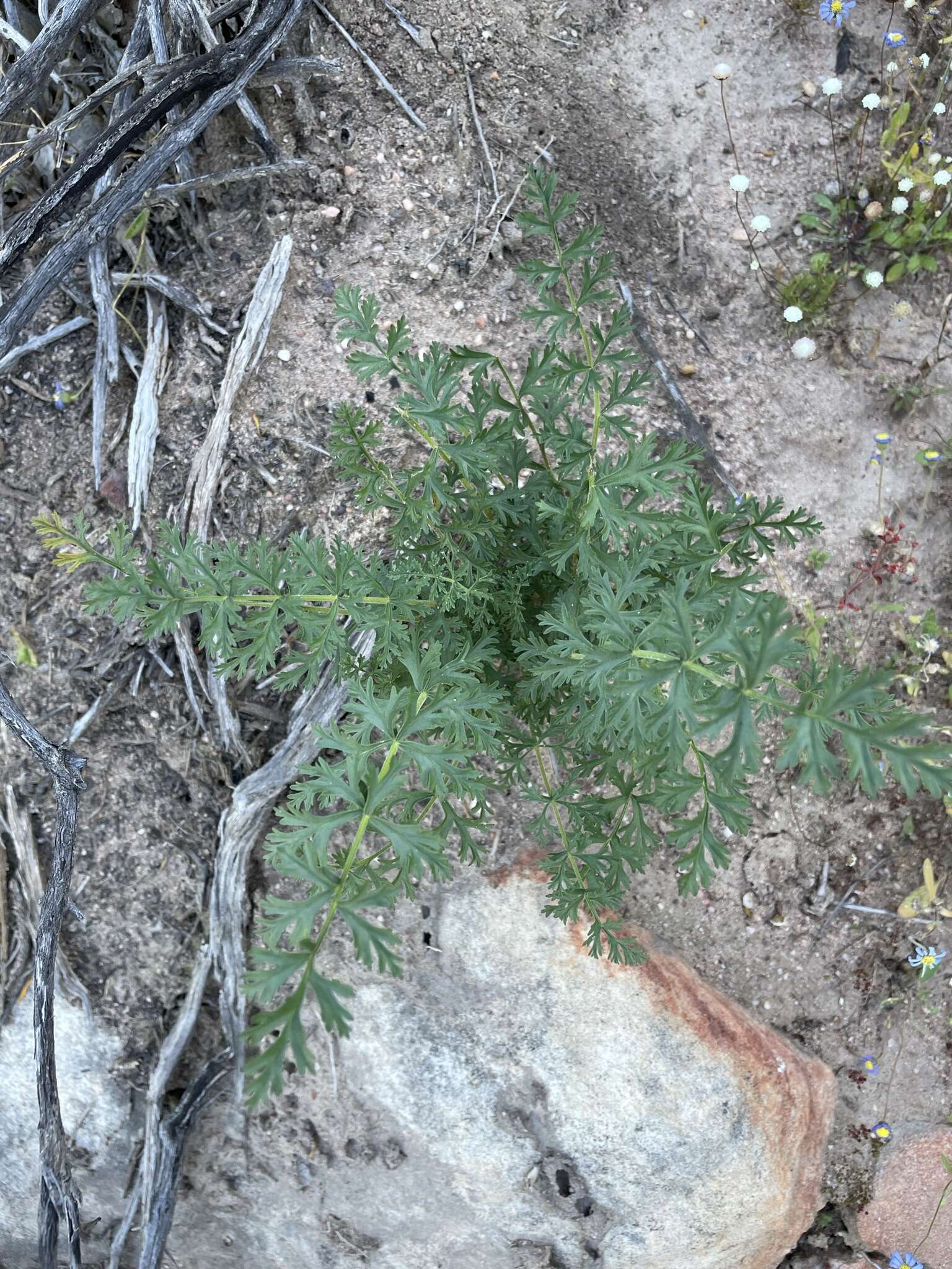 Image of Pelargonium rapaceum (L.) L'Her. ex Jacq.