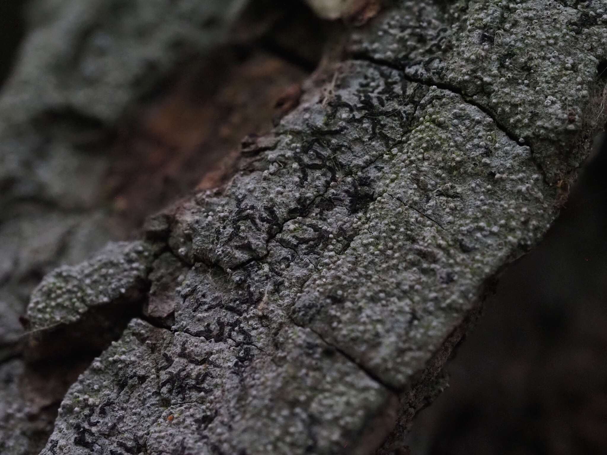 Image of Opegrapha vermicellifera (Kunze) J. R. Laundon