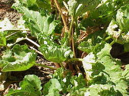 Image of garden rhubarb