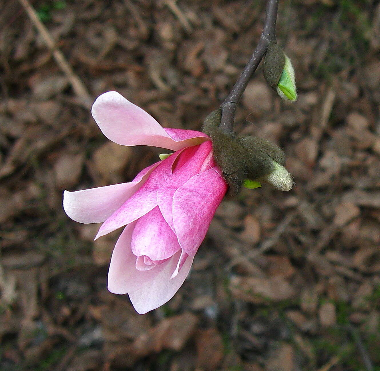 Image of Saucer magnolia