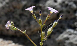 Image of rosy gilia