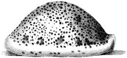 Image of panther cowrie