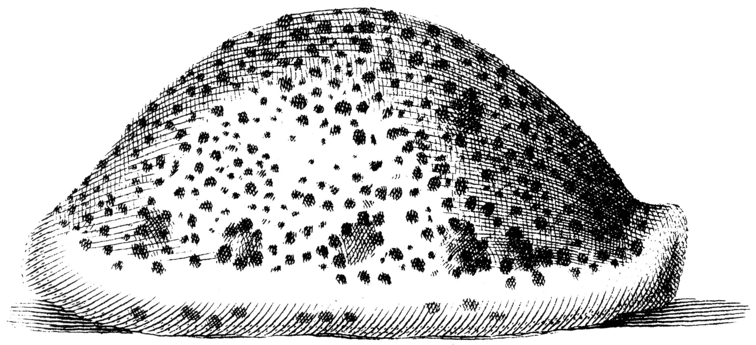 Image of panther cowrie