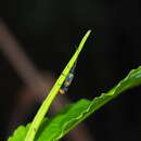 Image of <i>Oedemera sauteri</i>