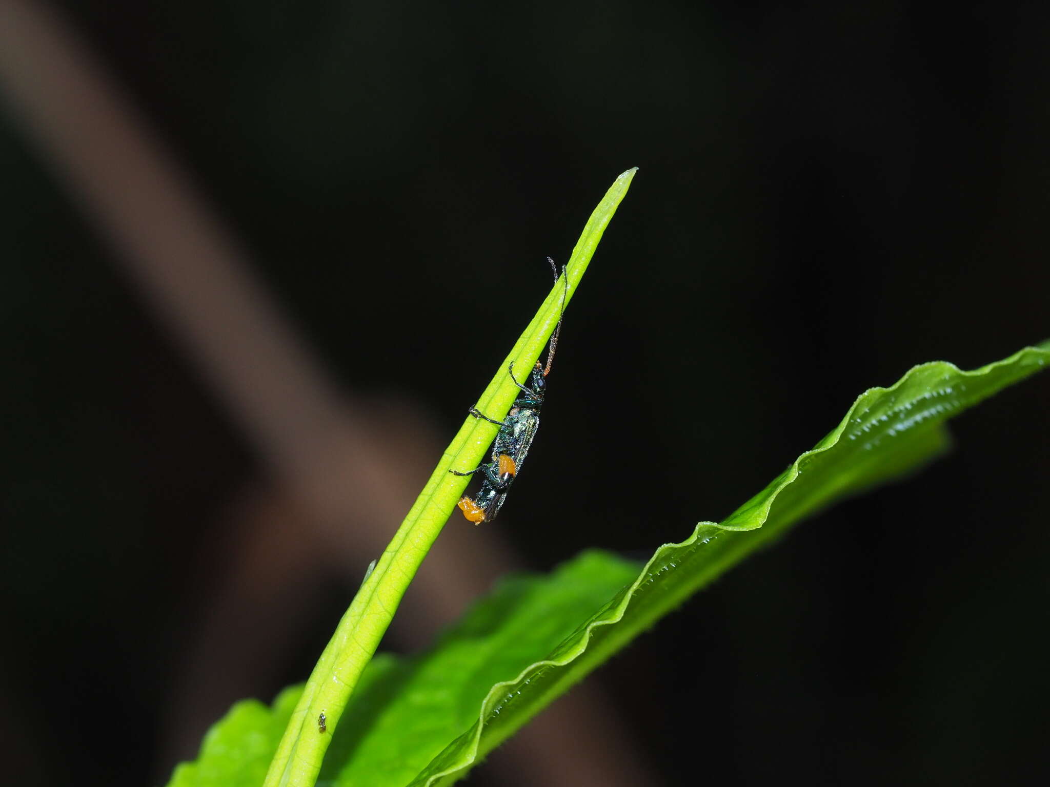 Image of <i>Oedemera sauteri</i>