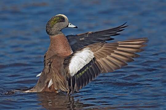 Image of American Wigeon