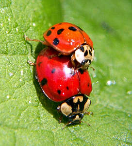 Image of Harlequin Ladybird