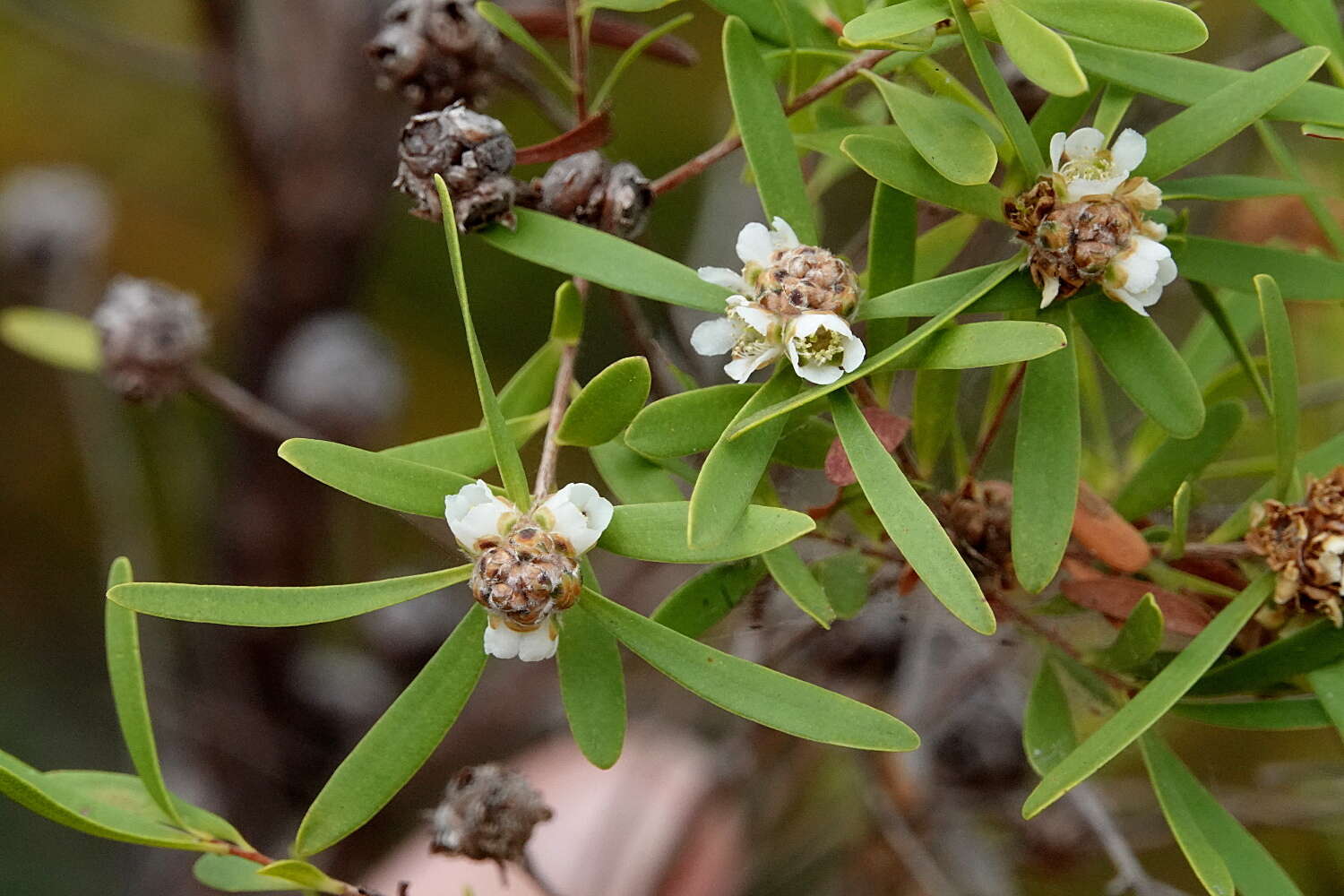 Sivun Asteromyrtus lysicephala (F. Müll. & F. M. Bail.) L. A. Craven kuva