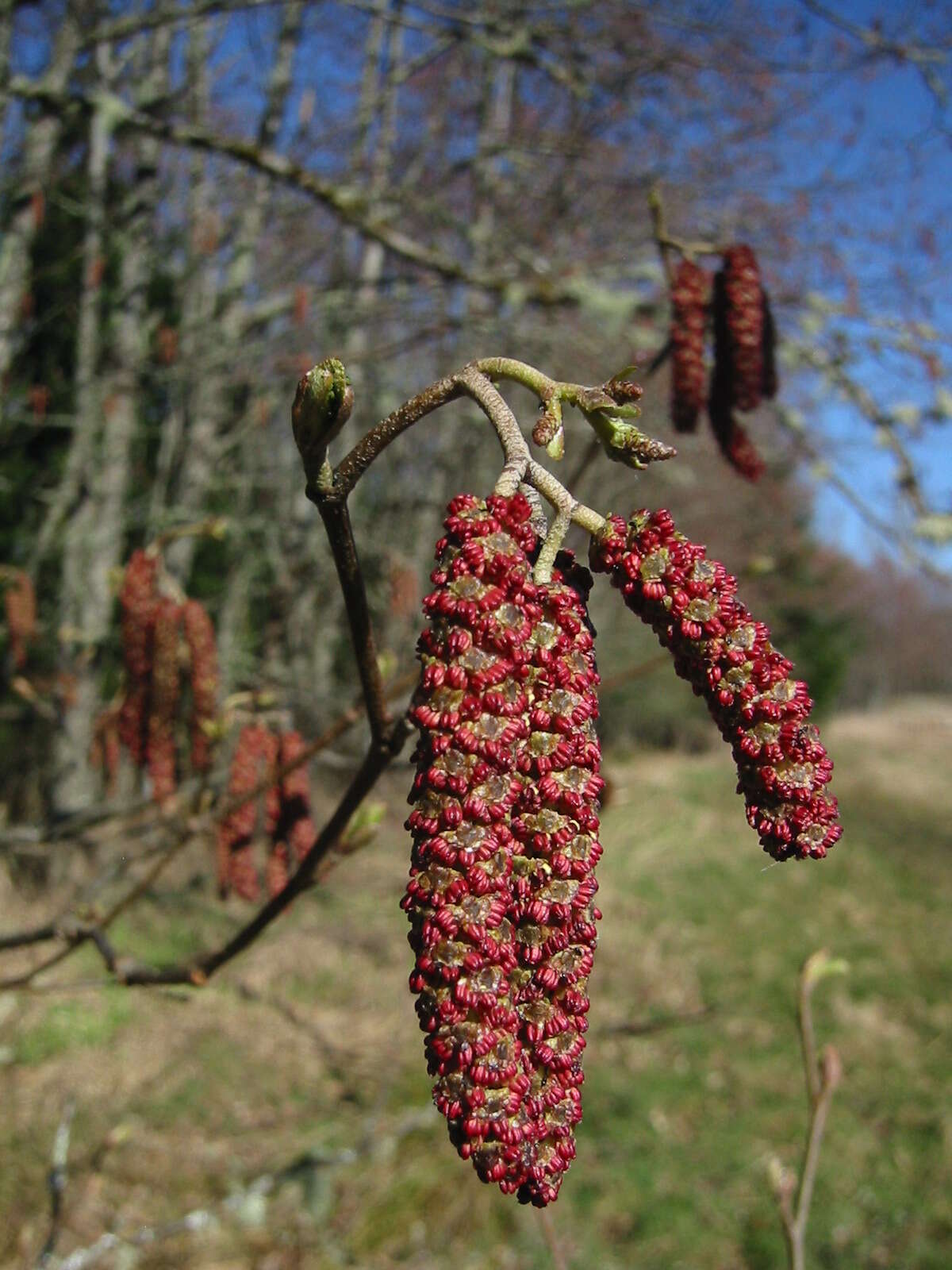 Image of Oregon Alder