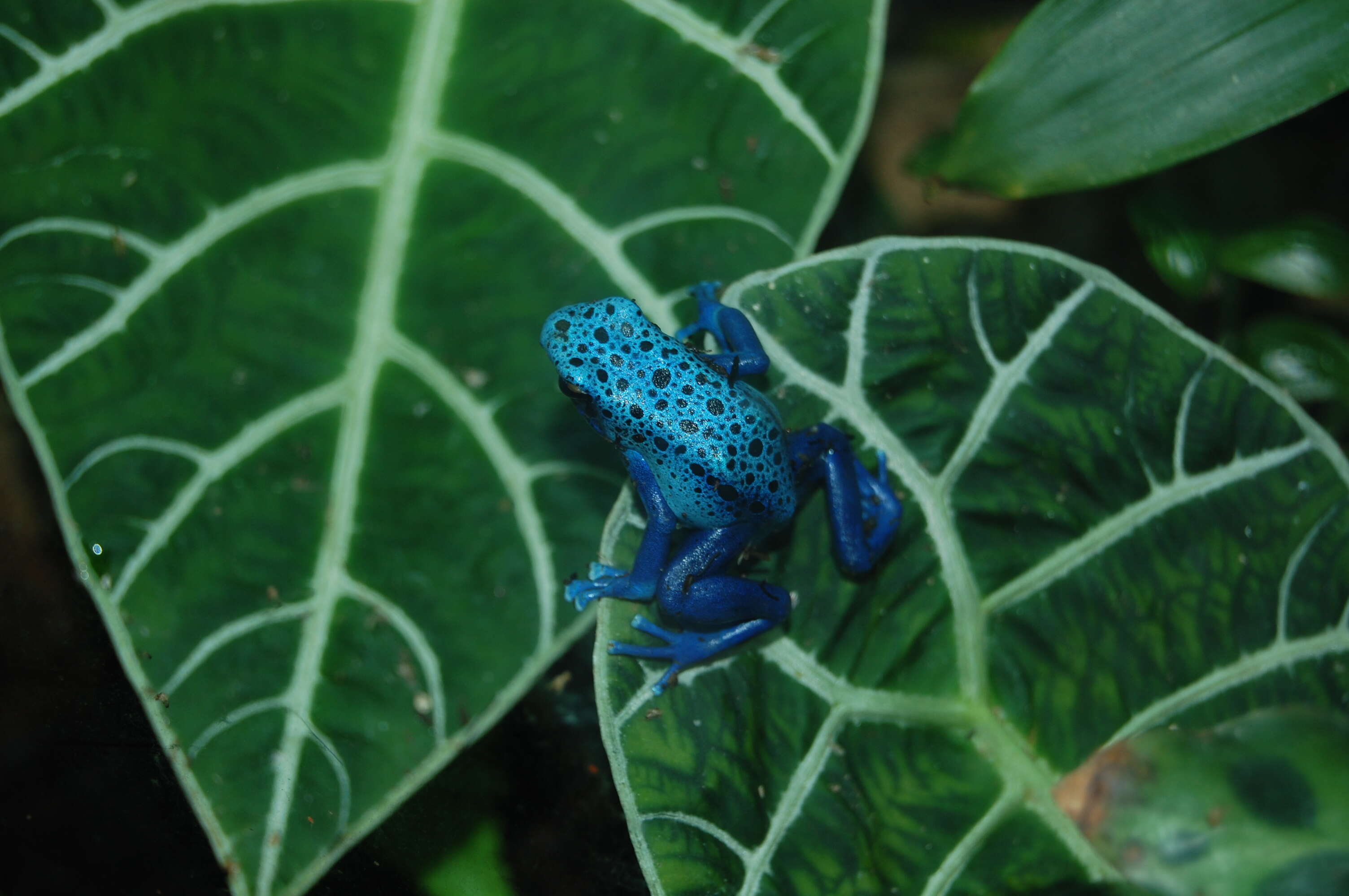 Image of Dendrobates azureus