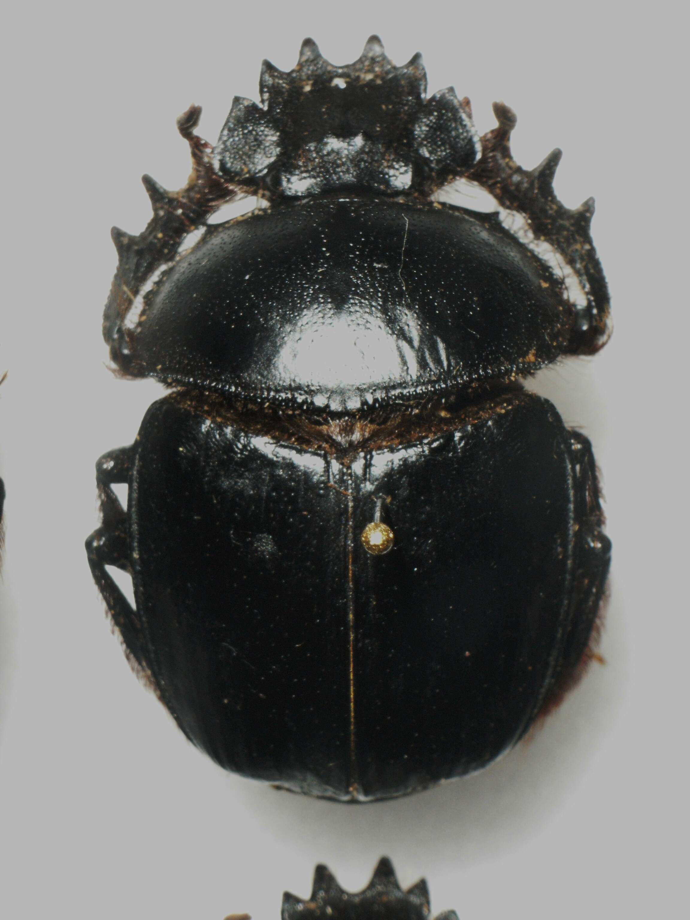 Image of Scarabaeus sacer Linnaeus 1758