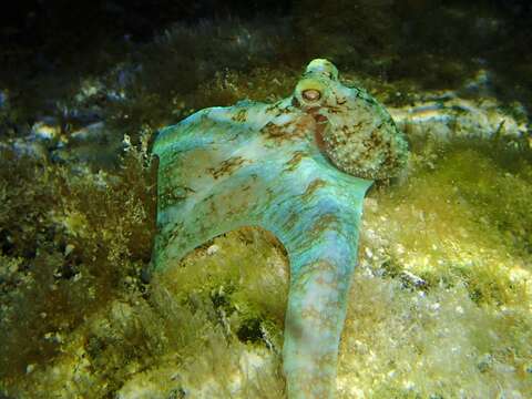 Image of Caribbean reef octopus