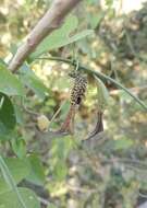 Sivun Aristolochia tentaculata O. Schmidt kuva