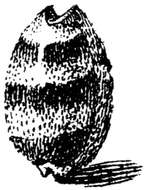 Image de Palmadusta asellus (Linnaeus 1758)