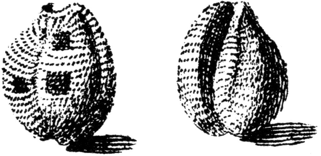 Image de Niveria quadripunctata (J. E. Gray 1827)