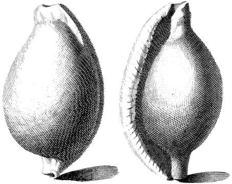 Image of common egg cowrie