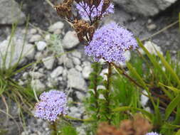 Image of Pseudoselago serrata (P. J. Bergius) O. M. Hilliard