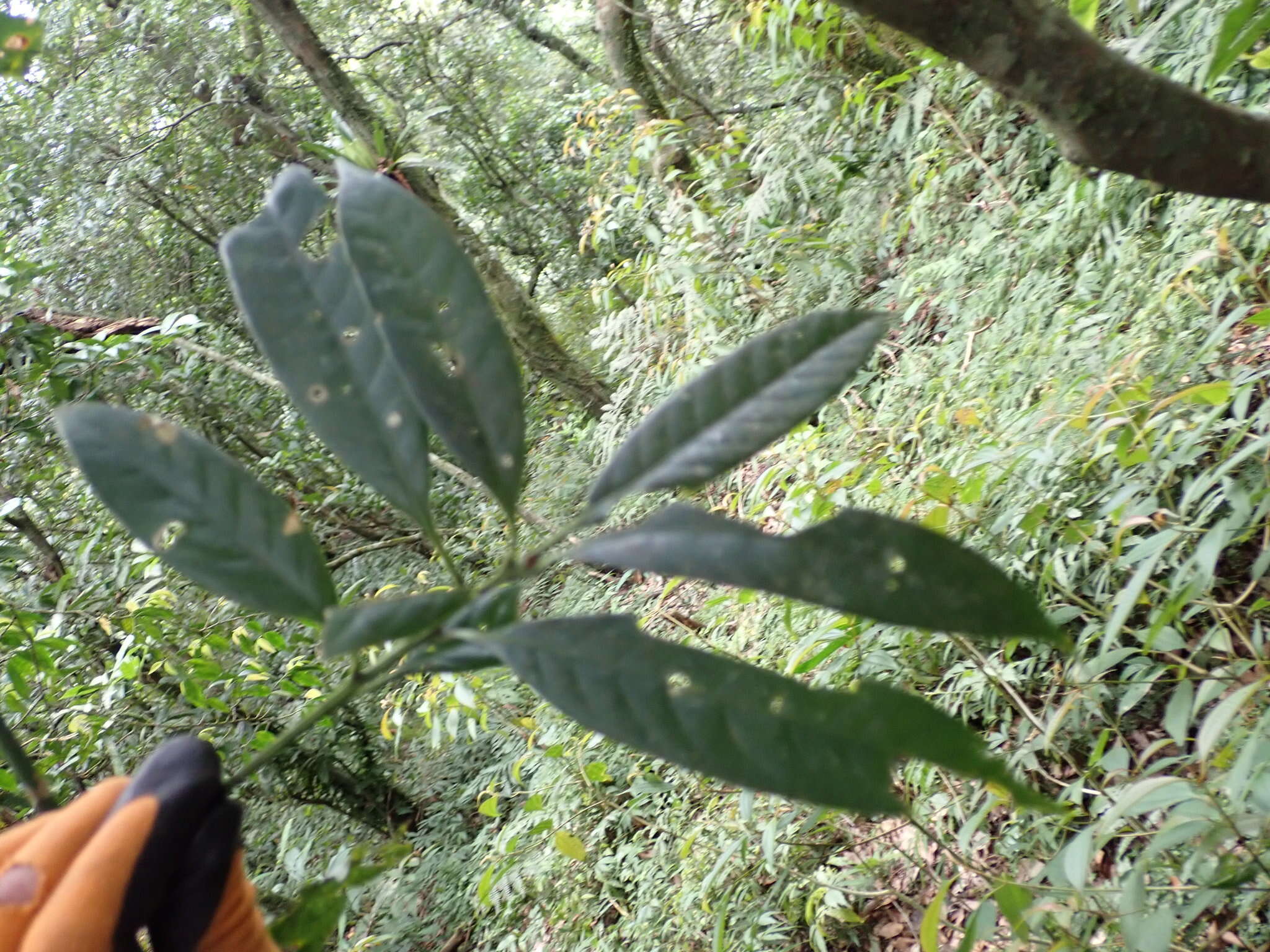 Image of Lithocarpus brevicaudatus (Skan) Hayata