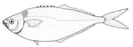 Image of grey knifefish