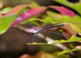 Image of azure flatwing