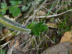 Image of Geum sylvaticum Pourret