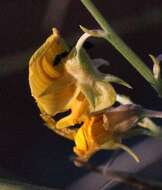 Image of Crotalaria spartioides DC.