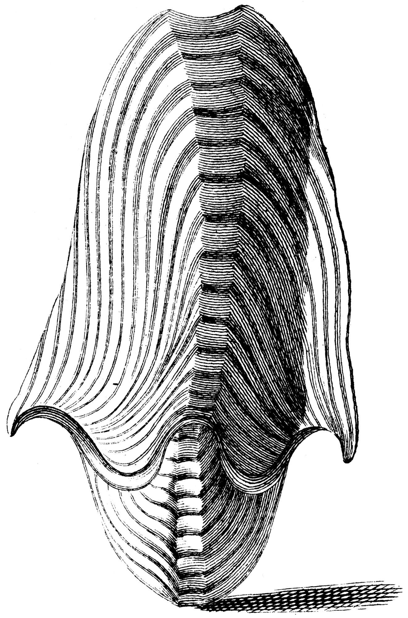 Imagem de Argonauta argo Linnaeus 1758