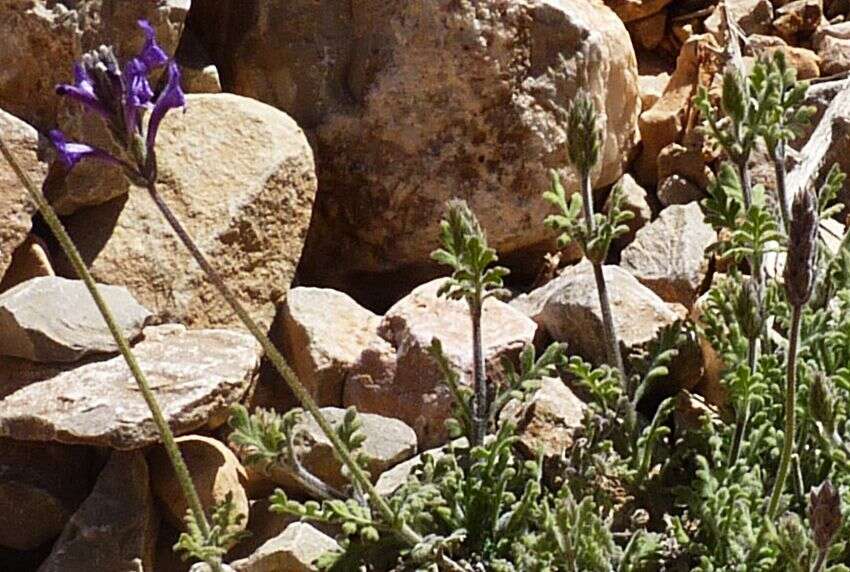 Image of Lavandula mairei Humbert